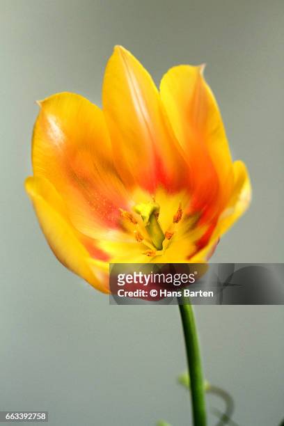 tulip - hans barten stock pictures, royalty-free photos & images