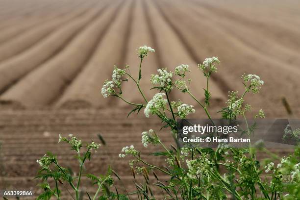 cow parsley - hans barten stockfoto's en -beelden