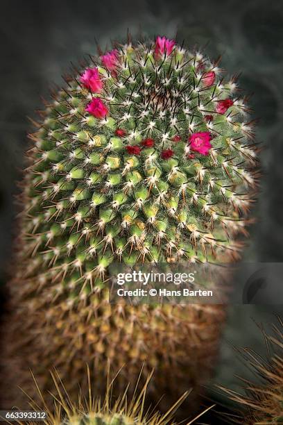 cactus with flowers - hans barten stock pictures, royalty-free photos & images