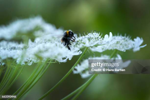 insect on hogweed (heraclulem sphondylium herb) - hans barten stock pictures, royalty-free photos & images