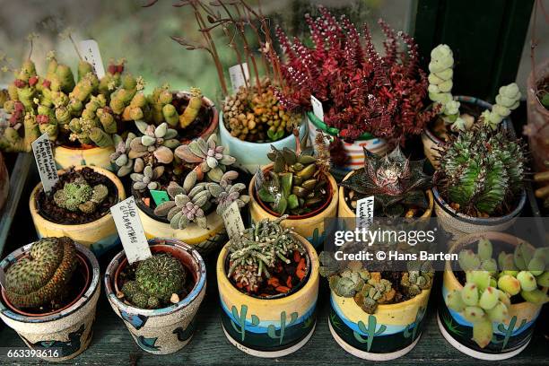 cactusen in colored pots - hans barten stockfoto's en -beelden