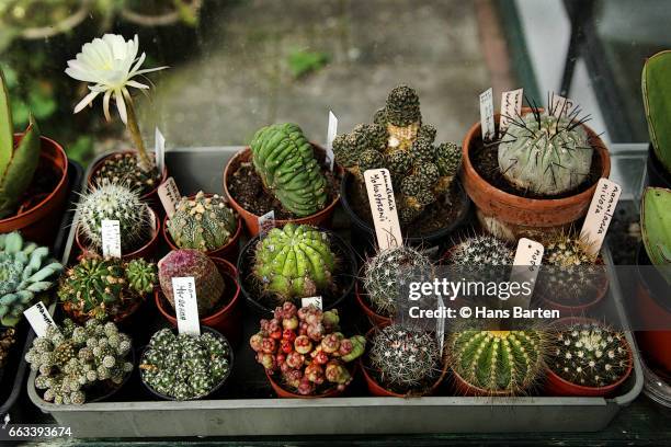 tray with different cactusen - hans barten stock pictures, royalty-free photos & images