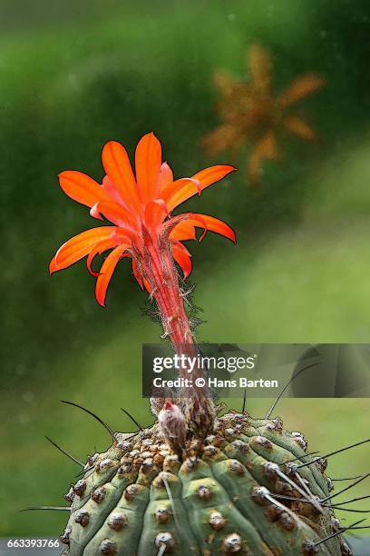 cactus flower - hans barten stock pictures, royalty-free photos & images