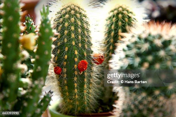 cactus close up - hans barten stock pictures, royalty-free photos & images