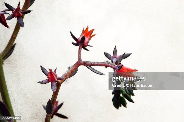 flower of a cactus - hans barten stockfoto's en -beelden