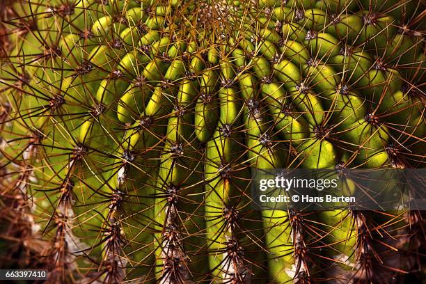 cactus close up - hans barten stock pictures, royalty-free photos & images