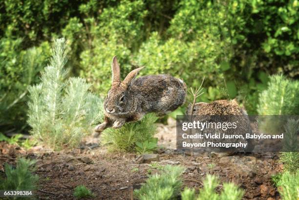553 Leaping Rabbit Stock Photos, High-Res Pictures, and Images - Getty ...