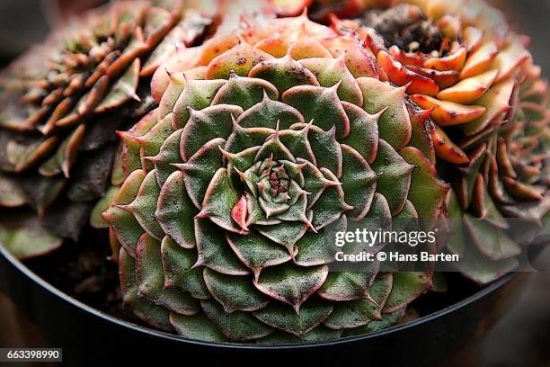 succulent plant close up - hans barten stockfoto's en -beelden