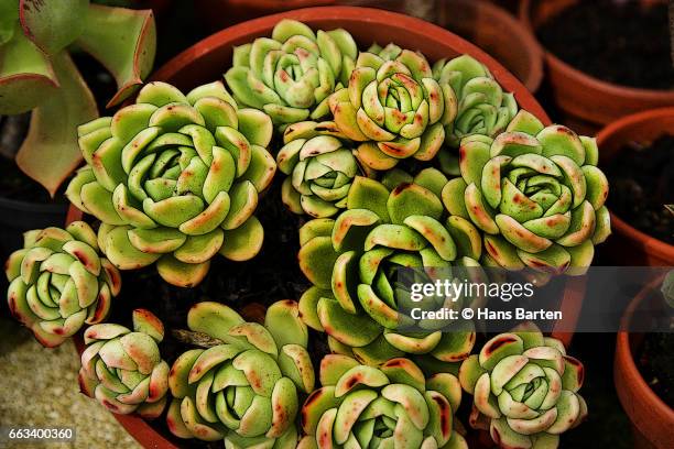 container of succulent plants - hans barten stockfoto's en -beelden