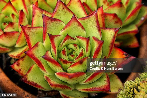 potted plant - hans barten stock pictures, royalty-free photos & images