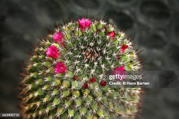 cactus flowers - hans barten stockfoto's en -beelden