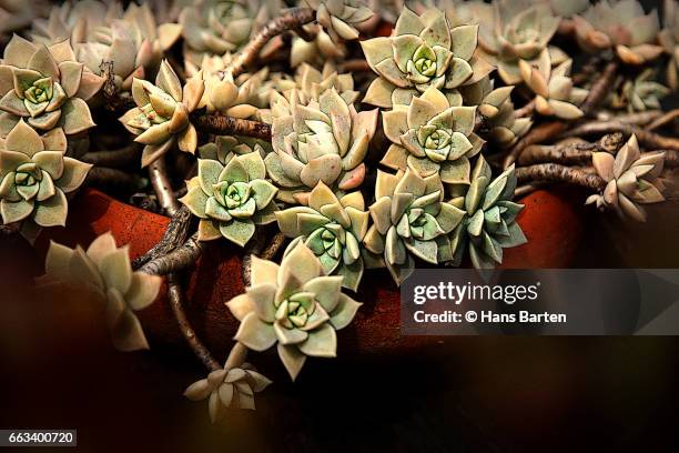 potted plant in a formal garden - hans barten stock pictures, royalty-free photos & images