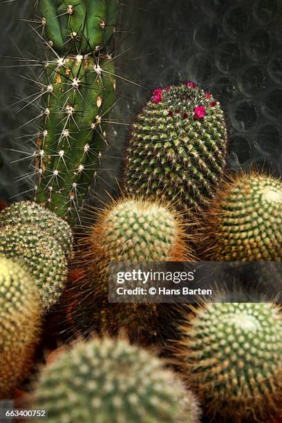 diffentrent sort of cactusen - hans barten stockfoto's en -beelden