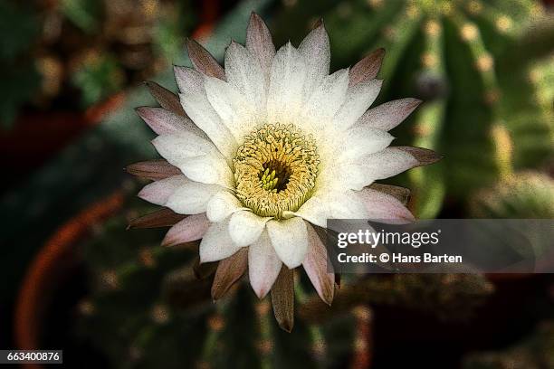 flowering cactus - hans barten stock pictures, royalty-free photos & images