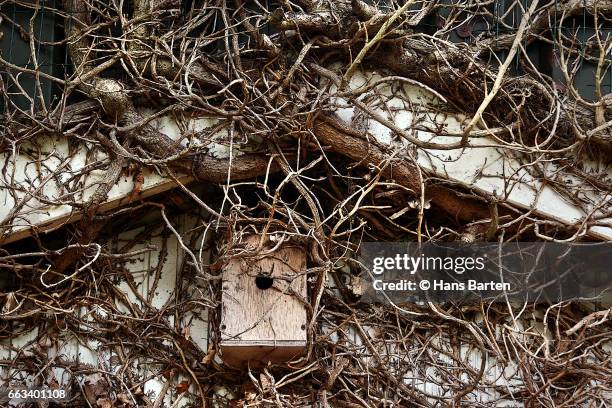 overgrown birdcage - hans barten stockfoto's en -beelden