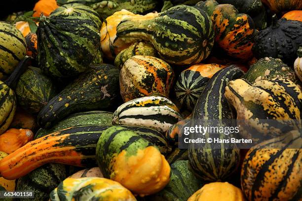 pumkins - hans barten stockfoto's en -beelden