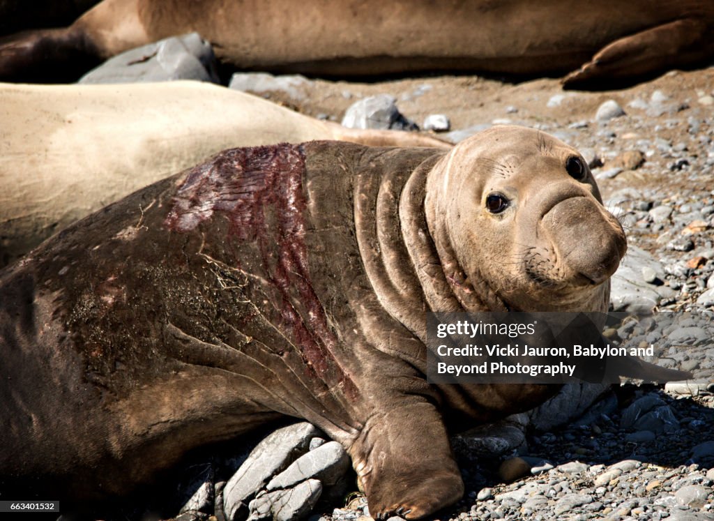 Elephant Seal with Bloody Body at San Simeon