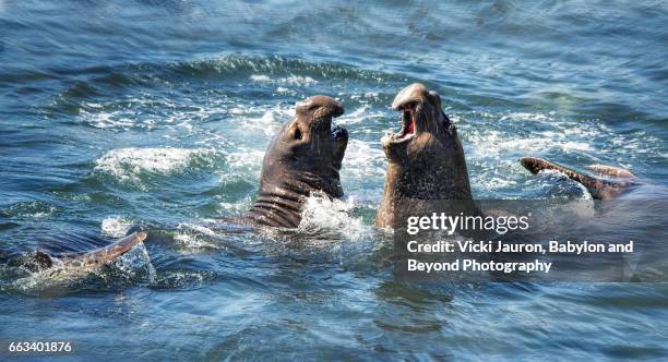 battle of the elephant seals at san simeon - elephant seal stock pictures, royalty-free photos & images