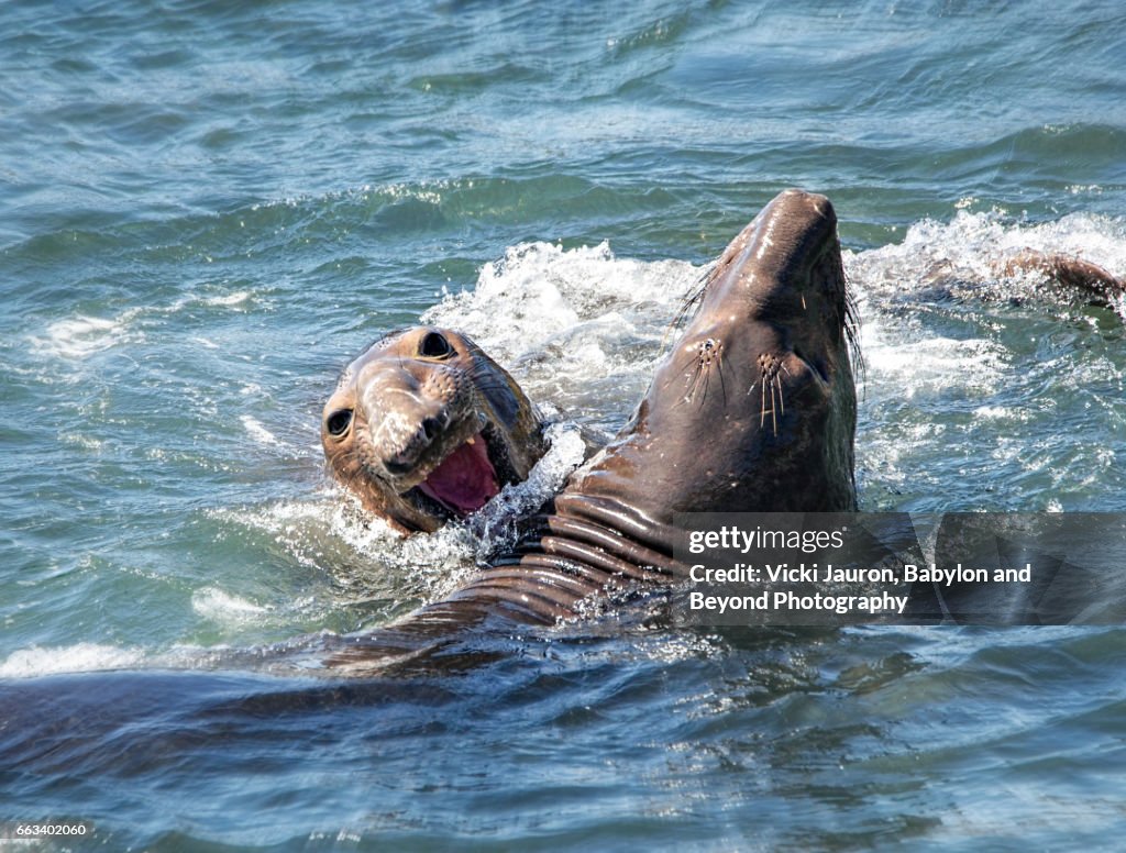 Elephant Seal Biting His Competitor at San Simeon