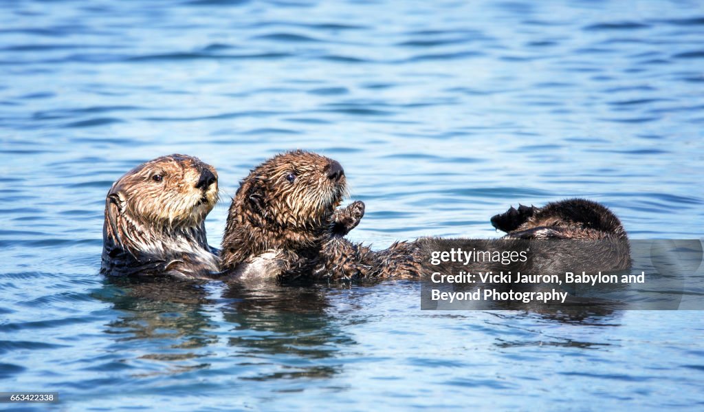 Sea Otters Floating in Tandem at Morro Bay, California