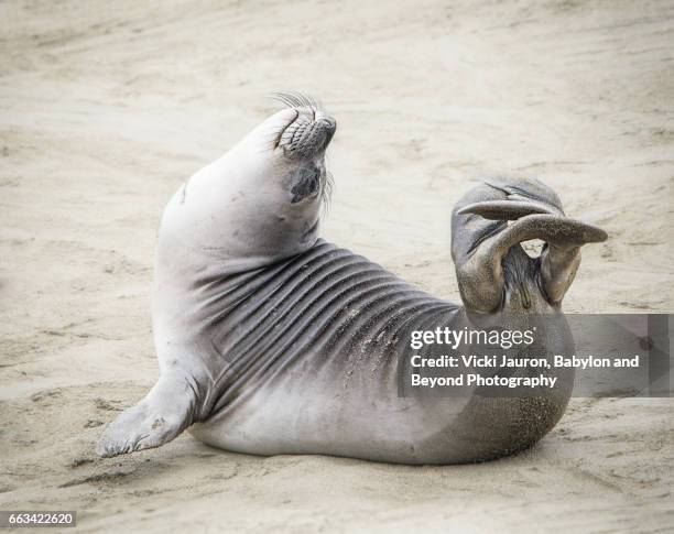 yoga on the beach with an elephant seal - elephant seal stock pictures, royalty-free photos & images