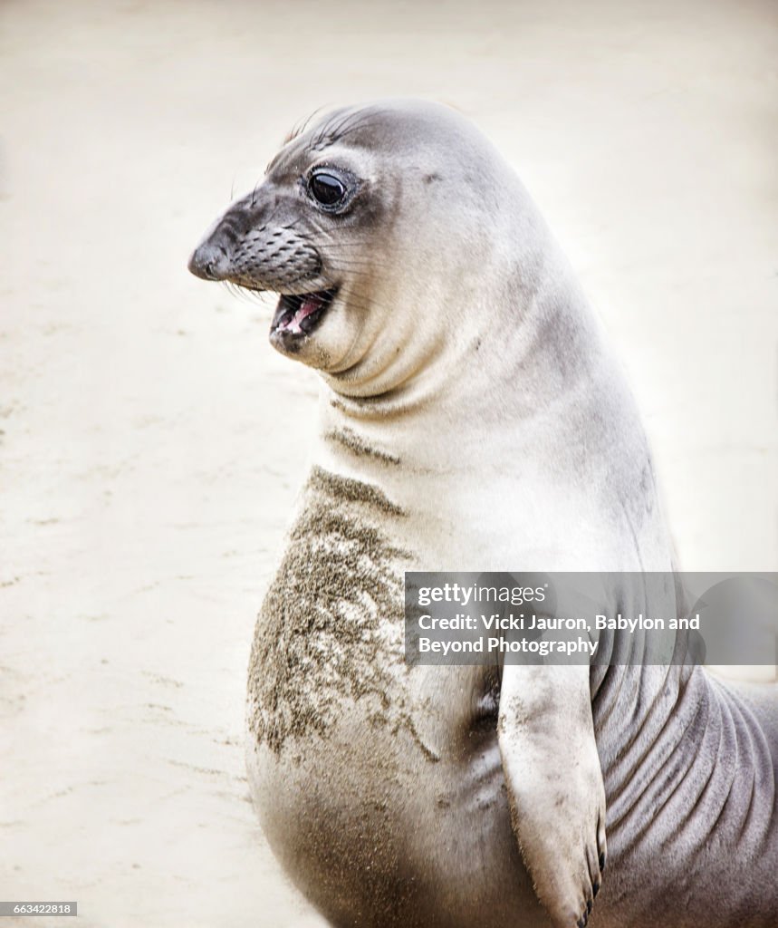 Elephant Seal Standing Up with Funny Face