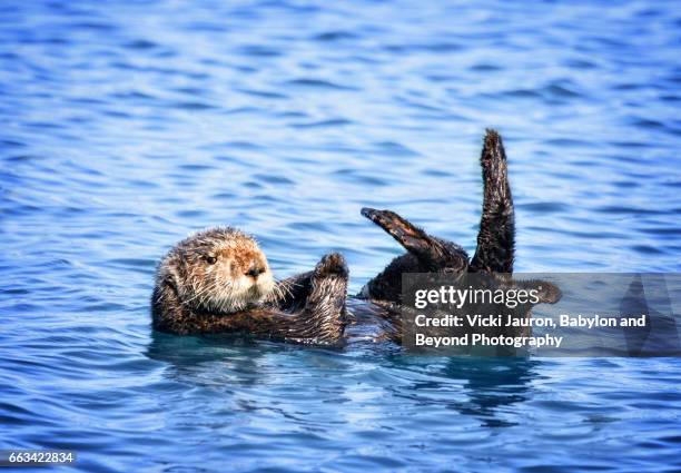 close up of sea otter floating in morro bay - sea otter stock pictures, royalty-free photos & images