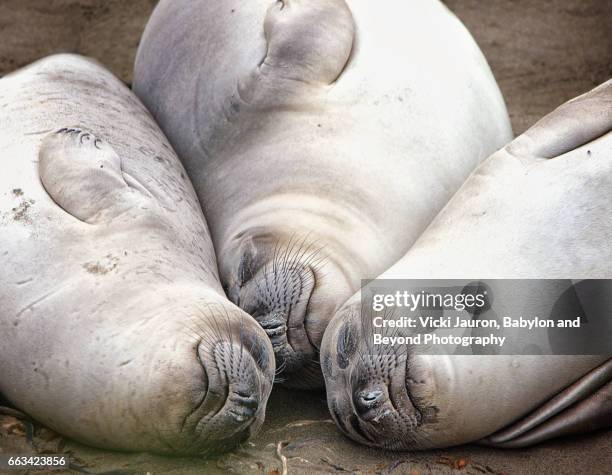 Elephant Seal Three Heads Together