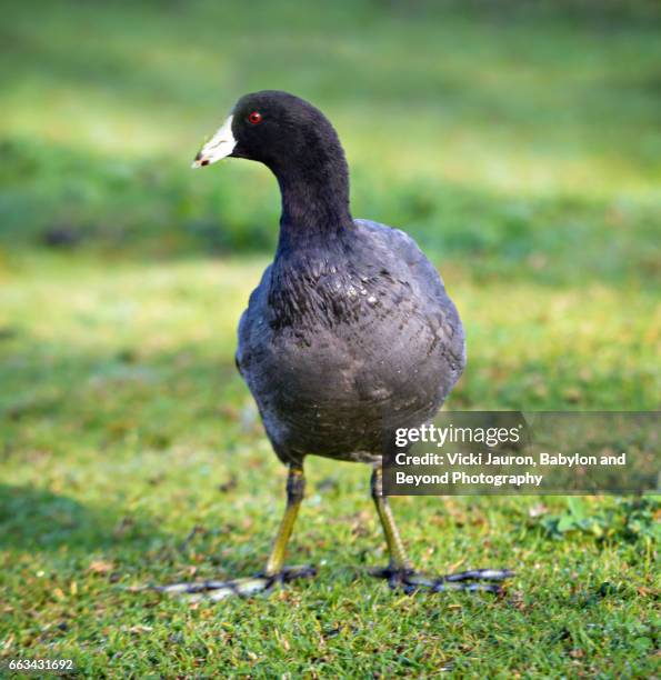 american coot facing the camera in monterey - american coot stock pictures, royalty-free photos & images