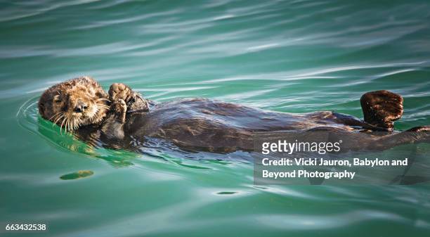 sea otter floating in monterey bay - モンテレー湾 ストックフォトと画像