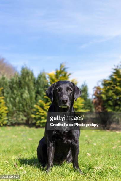 labrador - tierkopf stock pictures, royalty-free photos & images