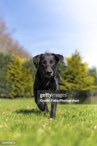 labrador - rassehund ストックフォトと画像