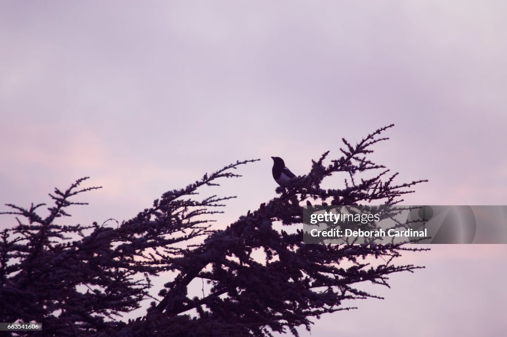 Magpie at Dawn