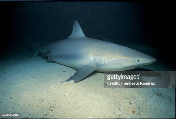 sleeping reef shark - caribbean reef shark stockfoto's en -beelden