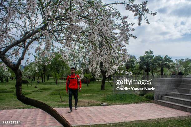 Locals stroll amid almond blossom trees which are in full bloom, in the Baadam Vaer or the Almond Alcove, during spring bloom, on April 02 , 2017 in...