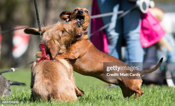 Dogs play as more than 100 dachshunds and their owners, members of the Sausage Dog Club Bath, gather in front of the historic Royal Crescent in...