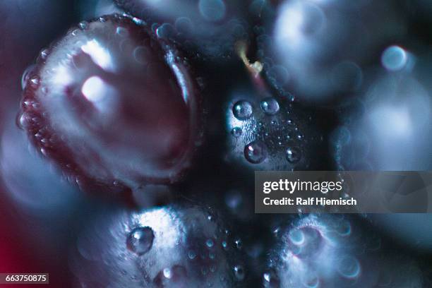 extreme close-up of blackberry fruit - blackberry stock pictures, royalty-free photos & images