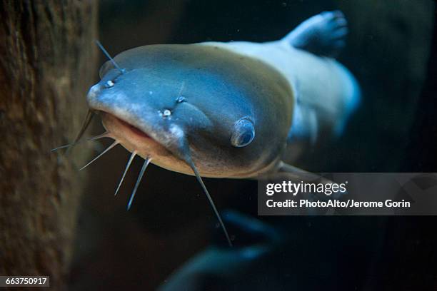 close-up of catfish - meerval stockfoto's en -beelden