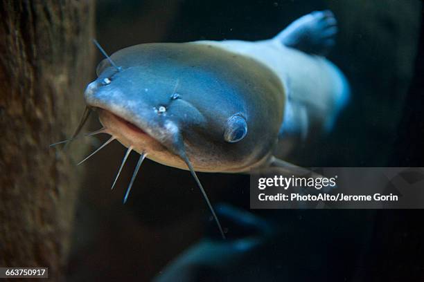 close-up of catfish - siluriformes stock pictures, royalty-free photos & images