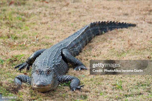 alligator - aligator stock pictures, royalty-free photos & images