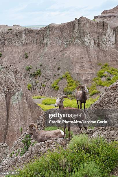 bighorn sheep, badlands national park, south dakota, usa - small group of animals stock pictures, royalty-free photos & images