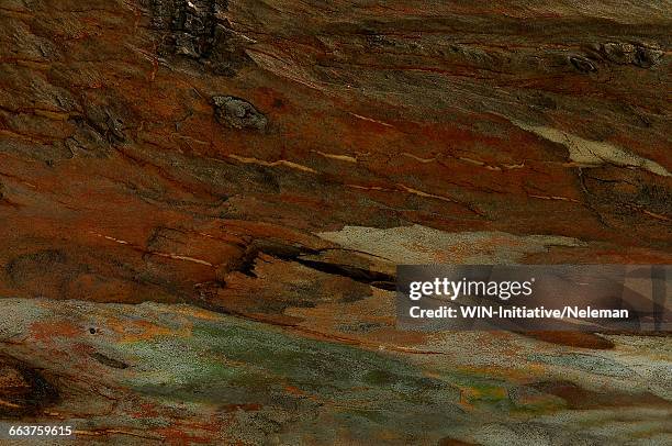 eucalyptus tree trunk, close-up - dicht stock-fotos und bilder