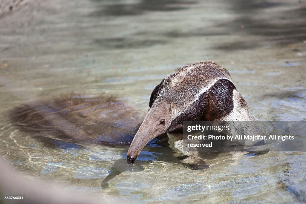 Animals Taking a Bath