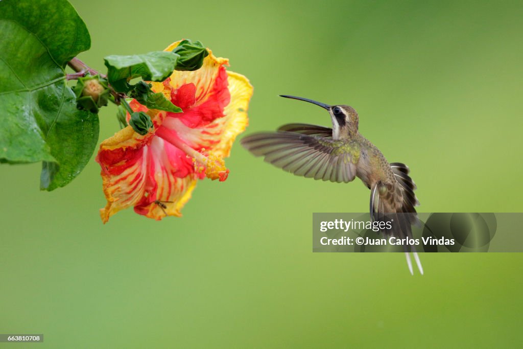 Pale-bellied hermit (Phaethornis anthophilus)