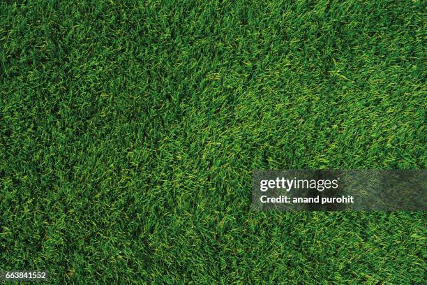 green lawn texture, green grass background - grass texture stock pictures, royalty-free photos & images