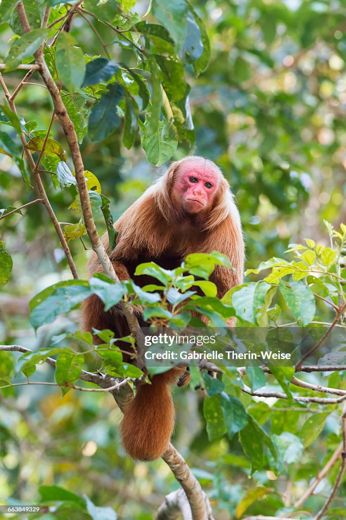 Uakari monkey