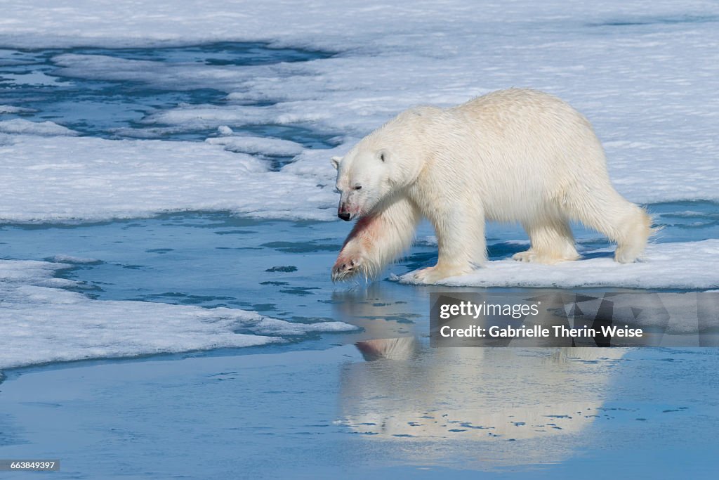 Polar Bear (Ursus maritimus)