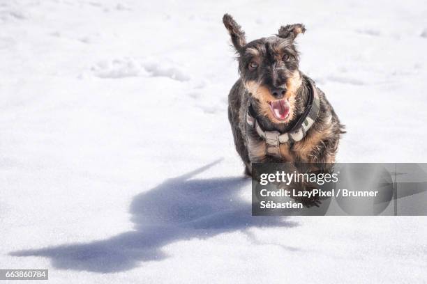 wirehaired dachshund running in the snow - wire haired dachshund stock pictures, royalty-free photos & images