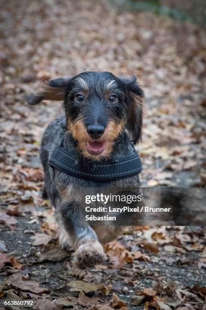 happy wire haired dachshund - wire haired dachshund stock pictures, royalty-free photos & images