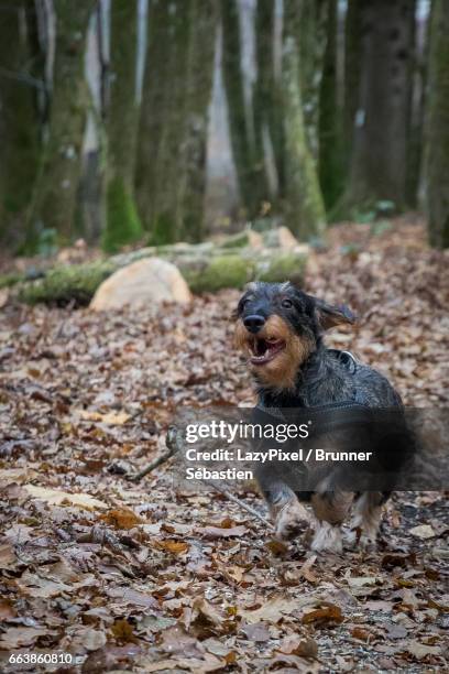 happy dachshund running - wire haired dachshund stock pictures, royalty-free photos & images